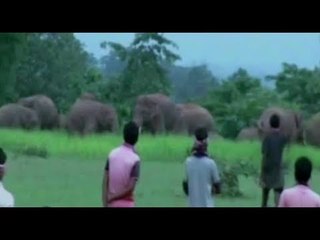 Elephants On Rampage In Odisha