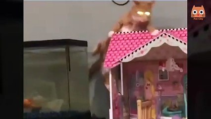 Videos Divertidos de Gatos