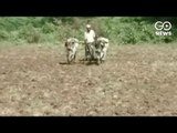 Drought Destroys Paddy Production