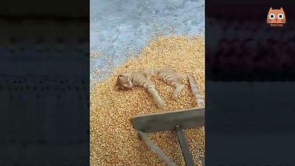 Videos divertidos de perros y gato