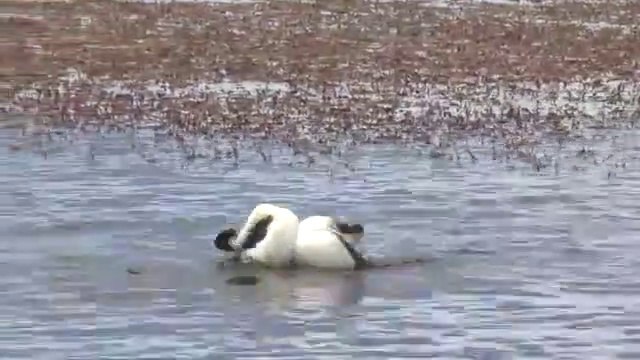 La parade nuptiale de la grebe mitré est vraiment incroyable... Bon danseur