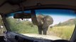 Un éléphant très curieux vient dire bonjour à des touristes
