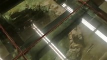 Les ruines de Pompeii sont visibles à travers le sol en verre de ce supermarché en Italie