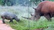 Ce bébé rhinocéros embête son papa... enfant terrible