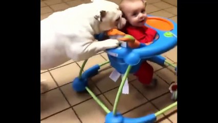 BEBES Y PERROS VIDEOS GRACIOSOS