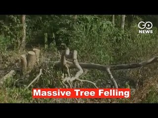 Massive Felling Of Trees