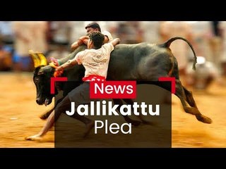 SC Refers Jallikattu To Bench