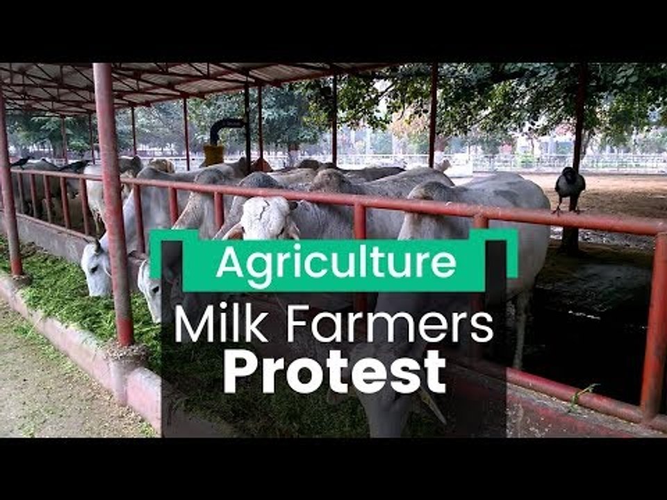 Morena Farmers