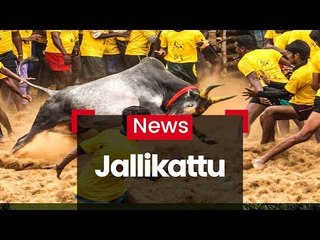 CM Flags Off Jallikattu