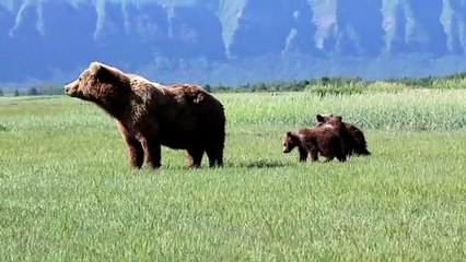 Mother Bear Carefully Watches Over Cubs