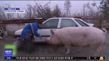 [이슈톡] 中 '500kg 자이언트 돼지' 등장