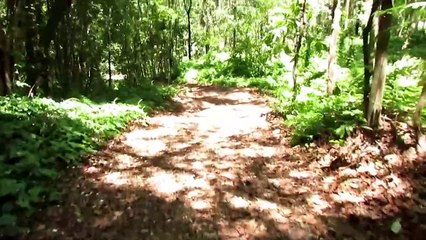 SONS da NATUREZA - Caminhada ate a LAGOA da FLORESTA