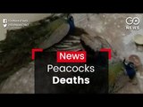 Mysterious Peacock Deaths