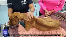 [뉴스터치] 허리케인으로 붕괴된 건물서 한 달 버틴 강아지 구조