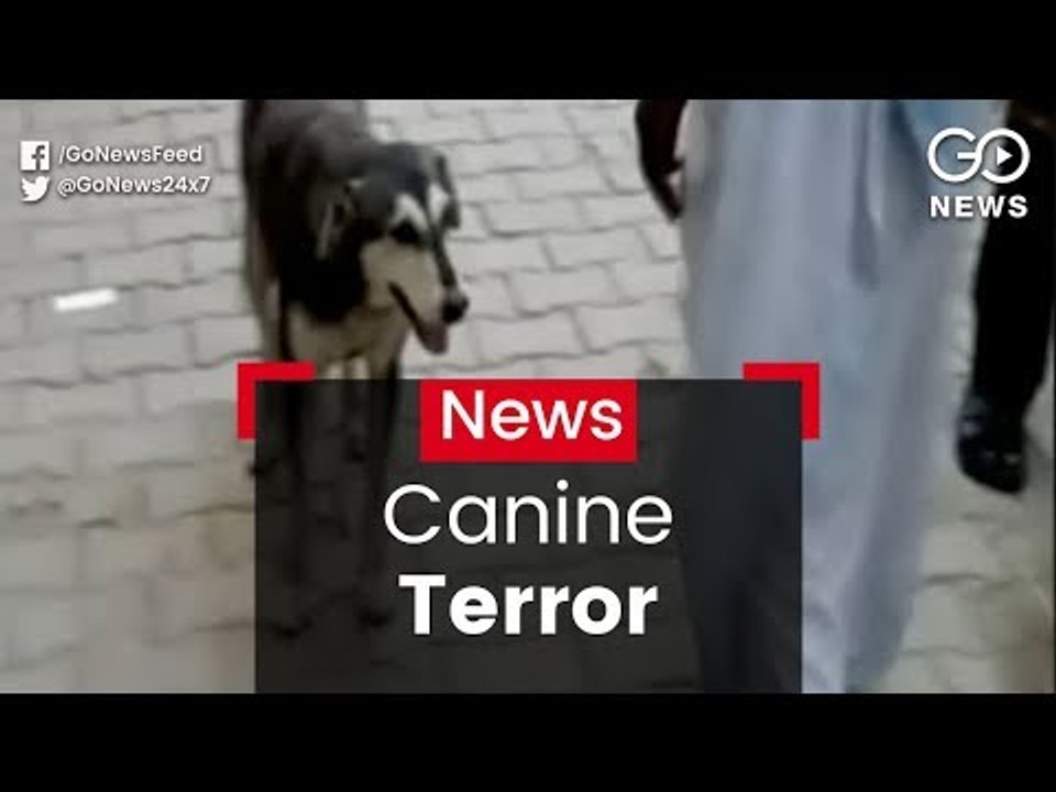 Canine Terror
