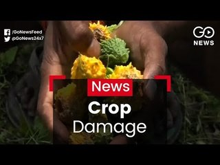 Heat Sears Crops In UP