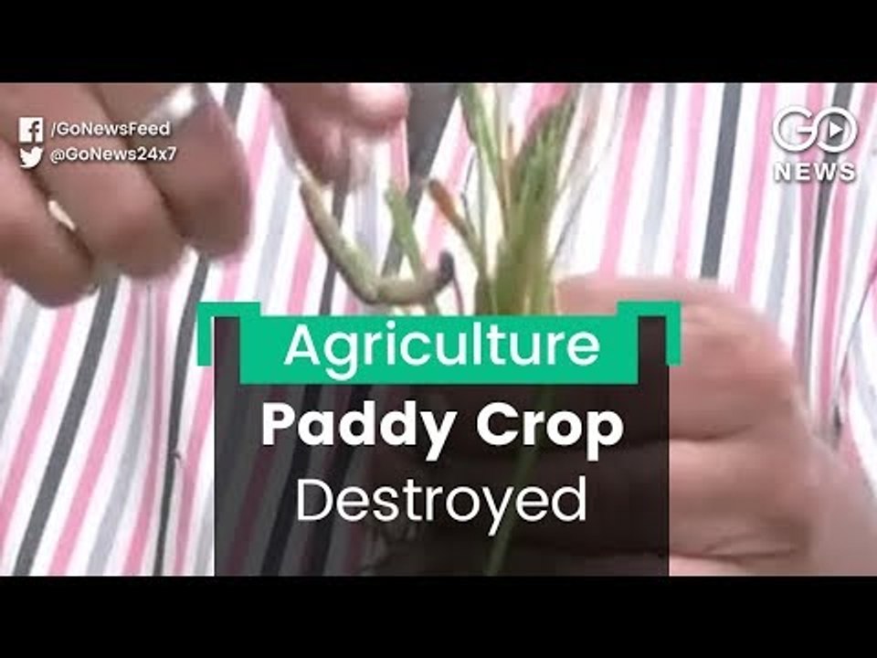 Insects Destroy Paddy Crop