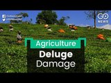 Heavy Loss To Kerala Plantations