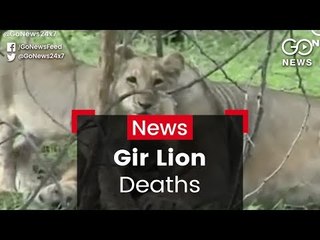 Gir Lion Deaths