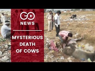 Mysterious Death Of Cows In MP