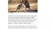 Kangaroos Are Eating Other Dead Kangaroos Amid Australian Drought