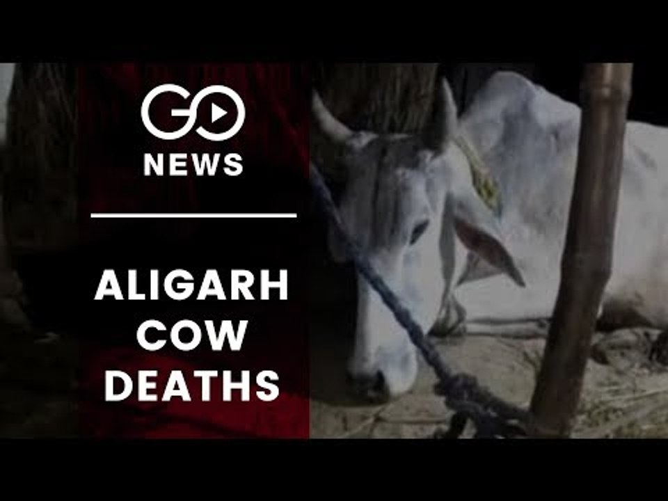 Cows Die After Eating Garbage