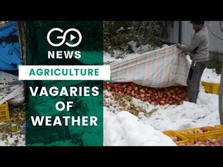 Snow Ruins Kashmir Apple Crop