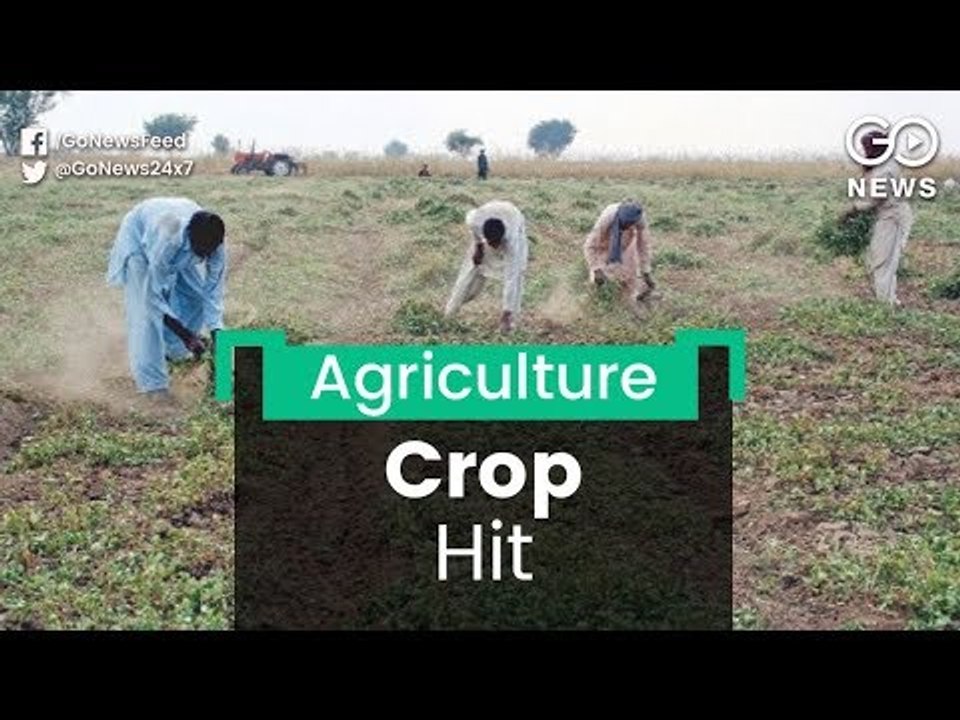 Kharif Hit By Low Rainfall