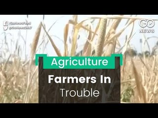 Rough Cut For Cotton Farmers