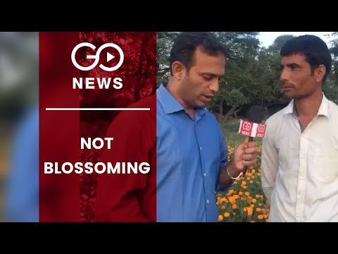 Election Special: Flower Growers Face Wilt