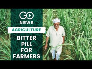 Sugarcane Farmers In Desperate State