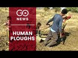 MP Farmer Uses Family As Plough