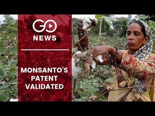 Monsanto & The BT Cotton Controversy