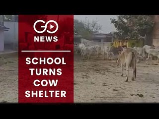 Another UP School Turns Cow Shelter