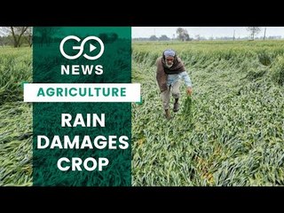 Weather Threat Looms Over Rabi Crop