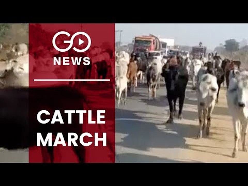 Cattle March