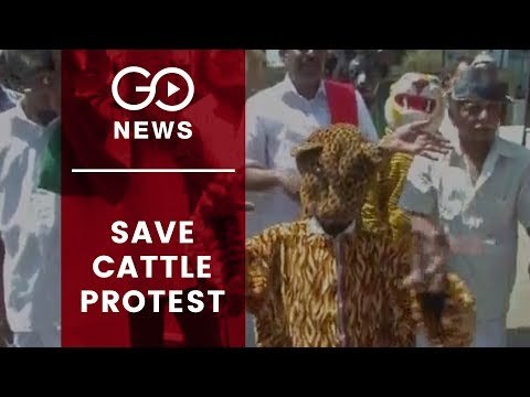Cattle Owners Protest Leopard Attacks