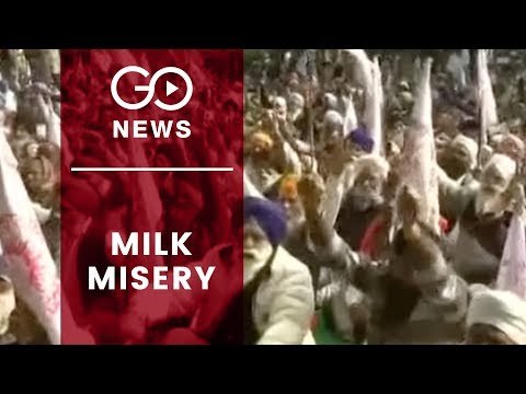 Punjab Dairy Farmers Protest Low Prices