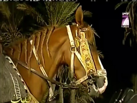 الفنانة التونسية لمياء علي تغني اغنية ليبية بعنوان وين