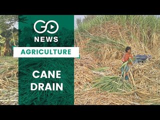 UP Sugarcane Farmers In Distress