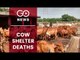 200 Cows Dead In 2 Months In UP Shelter