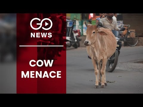 Farmers Struggle Against Stray Cattle