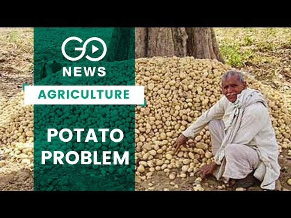 Potato Woes May Bring Down BJP Chips