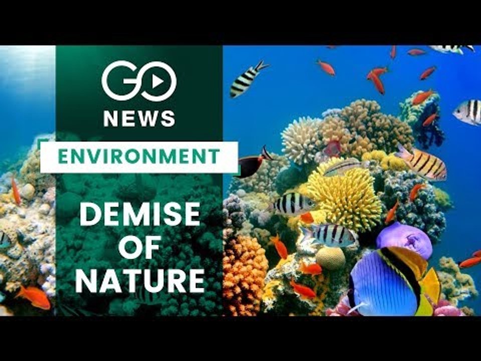 One Million Species Face Extinction