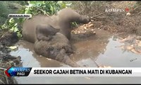 Seekor Gajah Betina Mati di Kubangan