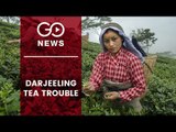 Darjeeling Tea Troubles