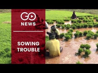 Grave Concerns Over Early Paddy Sowing In Punjab