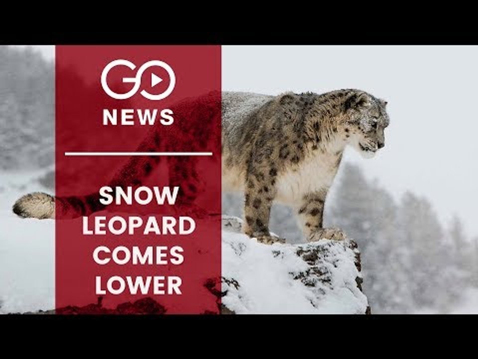 Rare Sightings Of Snow Leopards