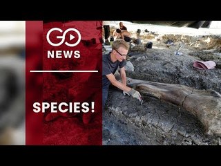Giant Dinosaur Fossil Discovered In France