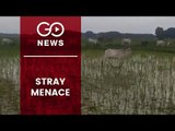Stray Cattle Damaging UP Farmers’ Crops
